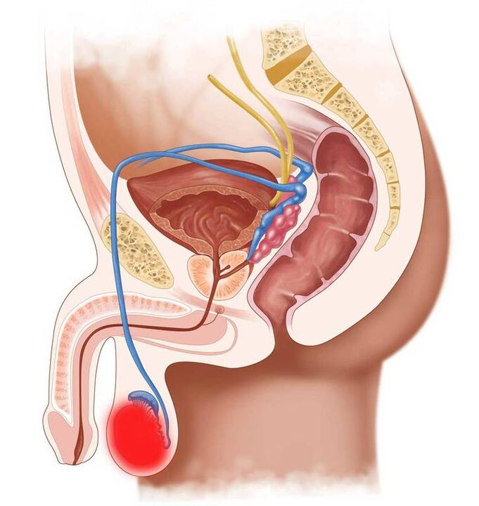 discharge during stimulation and inflammation of the testicles