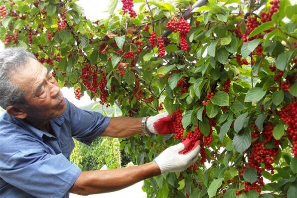 By consuming Chinese schisandra berries, a man will enhance his strength